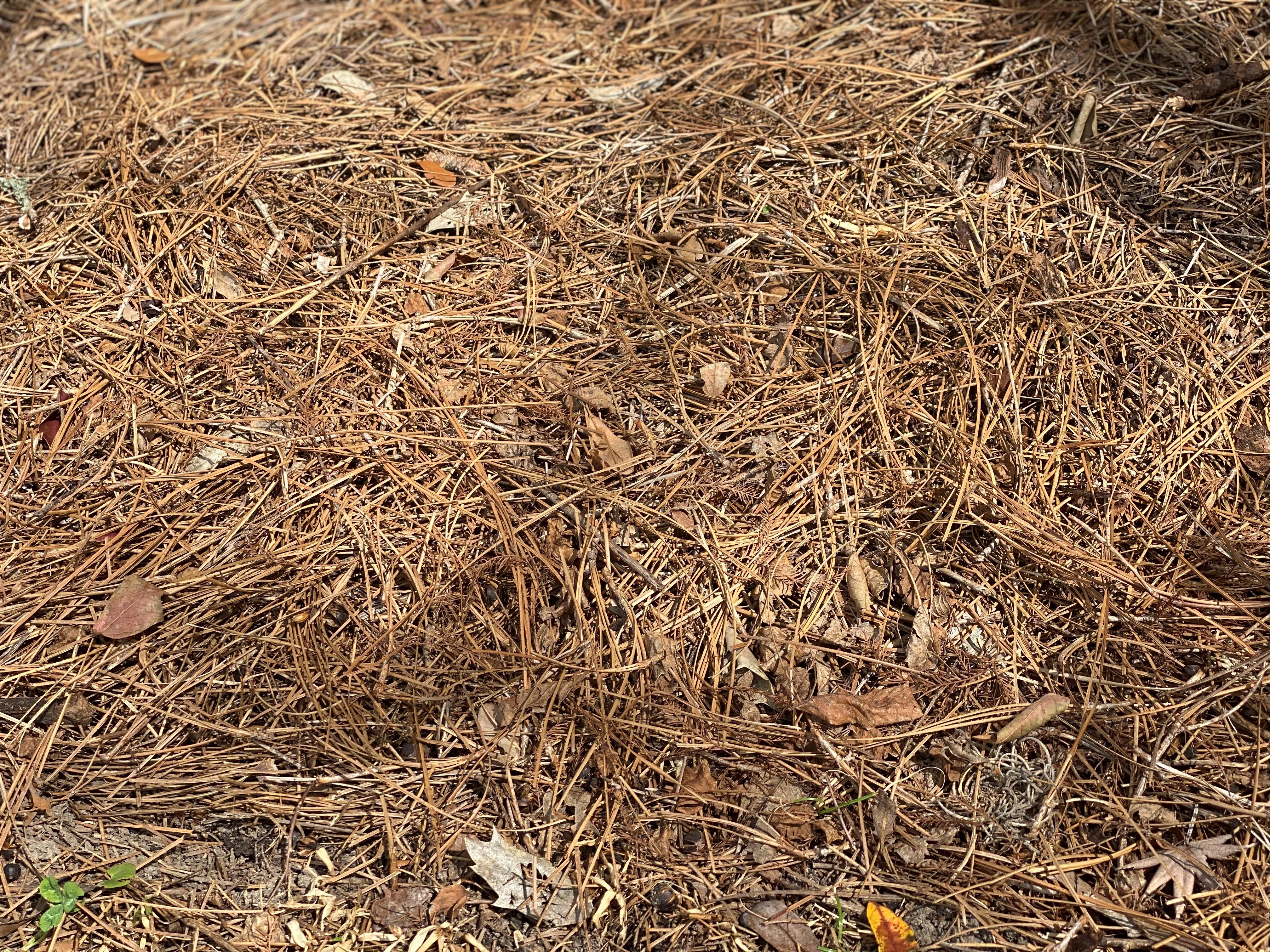 Combatting extreme temperatures with mulch: your garden’s climate control solution
